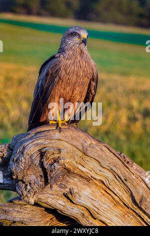 Black Kite, Milvus migrans, landwirtschaftliche Felder, Castilla y Leon, Spanien, Europa Stockfoto