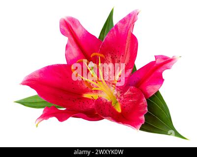 Schöne rote Lilie (Lilium, Liliaceae) isoliert auf weißem Hintergrund, einschließlich Beschneidungspfad. Stockfoto