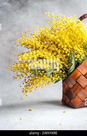 Ein frischer Blumenstrauß aus hellgelben Mimosa-Blüten in einem rustikalen gewebten Korb vor einem weichen grauen strukturierten Hintergrund. Stockfoto