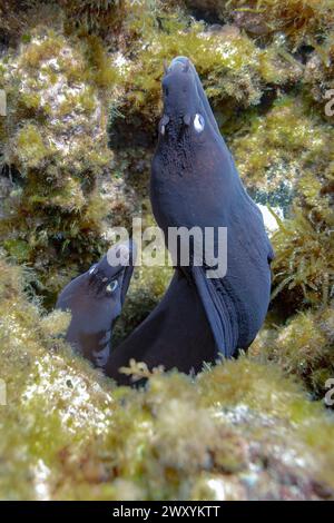 Ein Paar Muränen blickt aus ihrem felsigen Refugium, mit ausdrucksstarken Augen, die die Unterwasserwelt des Atlantiks beobachten Stockfoto