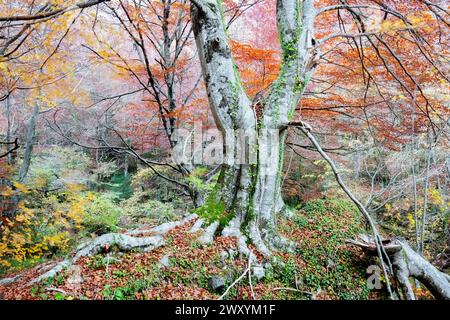 Ein beeindruckender Blick auf den Urbasa Forest Boden, bedeckt mit einer Decke aus gefallenen Blättern, mit Bäumen, die stolz ihre herbstliche Palette zeigen Stockfoto