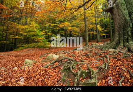 Eine ruhige Herbstszene im Buchenwald von Montseny, mit einem Teppich aus gefallenen Blättern und dem komplizierten Netz von Baumwurzeln, das sich über den Wald flo erstreckt Stockfoto