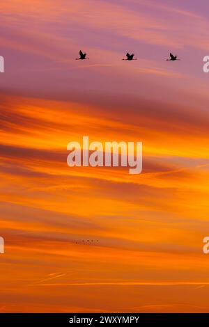 Silhouetten von Kranichen oder Grullas, die über leuchtenden Sonnenuntergangstönen den Himmel überragen. Stockfoto