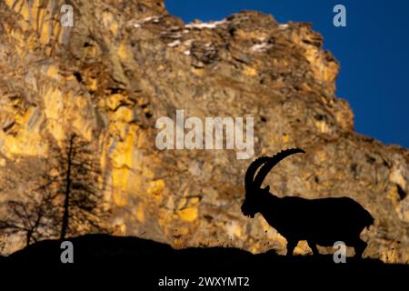 Die markante Silhouette eines alpinen Steinbocks mit seinen geschwungenen Hörnern vor der rauen Bergkulisse während der Dämmerung Stockfoto