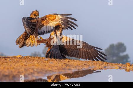 Zwei Raubvögel nehmen an einem dramatischen Scharmützel Teil, die Krallen verschlossen sind, auf dem staubigen Boden von Lleida und spiegeln die harte Konkurrenz der Natur wider. Stockfoto