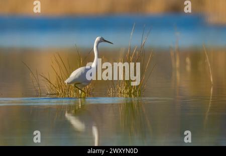 Im warmen Glanz der untergehenden Sonne sucht ein kleiner Egret nach Fischen, sein Bild spiegelt sich im ruhigen Wasser der Lagune Stockfoto