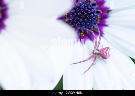 Eine Krabbenspinne fügt sich in das weiße Blütenblatt einer Osteospermum-Blüte ein, die in natürlicher Harmonie harmoniert Stockfoto