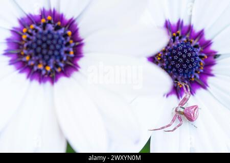 Eine Krabbenspinne fügt sich in das weiße Blütenblatt einer Osteospermum-Blüte ein, die in natürlicher Harmonie harmoniert Stockfoto