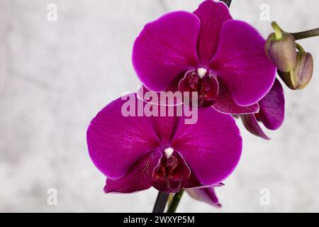 Nahaufnahme detailliertes Foto von zwei violetten Phalaenopis-Blumenköpfen vor einem unscharfen grau/weißen Hintergrund im Querformat Stockfoto