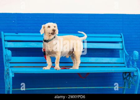 Ein fröhlicher Terriermischhund steht auf einer markanten blauen Holzbank, die sich von einer blauen Wand abhebt Stockfoto