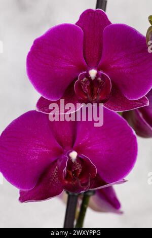 Nahaufnahme detailliertes Foto von zwei violetten Phalaenopis-Blumenköpfen vor einem unscharfen grau/weißen Hintergrund im Hochformat Stockfoto