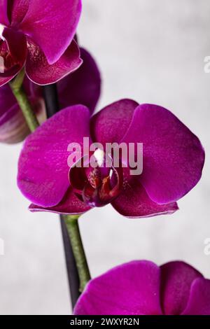 Nahaufnahme detailliertes Foto der violetten Phalaenopis-Orchideenblüte vor weißem/grauem Hintergrund im Hochformat Stockfoto