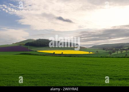 Dieser faszinierende Blick auf die schottische Landschaft bietet kontrastreiche landwirtschaftliche Felder, ein leuchtendes Stück Rapsblumen, das sich auf ruhenden Flächen befindet, Stockfoto