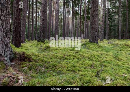 Ein weicher Teppich aus grünem Moos breitet sich zwischen hohen Kiefernstämmen in einem schottischen Wald aus, mit abgefallenen Zweigen und jungen Nadelbäumen in einer niedrigen Waldlandschaft. Stockfoto