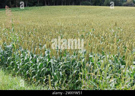 Besen-Mais, Besenmais (Sorghum bicolor), Feldreife für die Ernte, Deutschland, Bayern Stockfoto