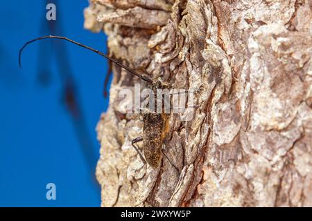 kiefernsägekäfer, Timberman-Käfer (Monochamus galloprovincialis), sitzend auf Holz, Deutschland Stockfoto