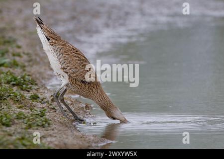 westlicher Brach, gewöhnlicher Brach, Eurasischer Brach (Numenius arquata), auf der Uferseite, Seitenansicht, Italien, Toskana, Peretola-See, Florenz Stockfoto