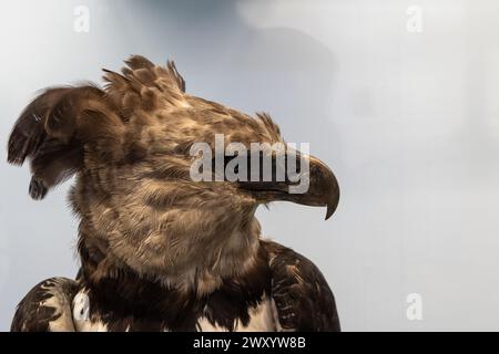 Profilansicht eines Kriegsadlers mit scharfem Schnabel und scharfem Auge vor einem weichen Hintergrund Stockfoto