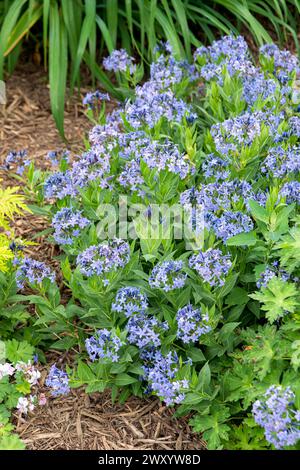 Common Bluestar, Amsonia (Amsonia „Blue Ice“, Amsonia Blue Ice), Blooming, Cultivar Blue Ice, Europa, Bundesrepublik Deutschland Stockfoto