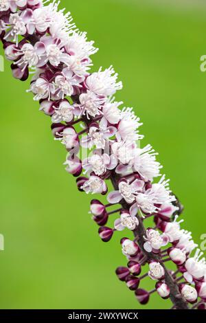 Baneberry, Bugbane (Actaea simplex „Chocoholic“, Actaea simplex Chocoholic), Blütenstand der Sorte Chocoholic Stockfoto