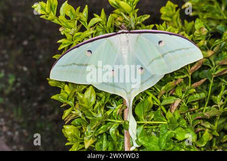 Indische Mondmotte (Actias selene), Draufsicht, gesättigt aus Asien Stockfoto