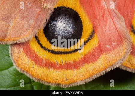 pfauenmotte (Automeris io), Augenfleck, Sättigniid aus Nordamerika Stockfoto