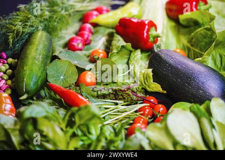 Gemüse aus dem Garten: Paprika, Paprika, Bohnen, Gurken, Salat, Radieschen, Tomaten, Rakete, Mangold Stockfoto