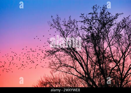 Sturnus vulgaris (Sturnus vulgaris), Sternchen, die sich bei Sonnenuntergang in Baumkronen versammeln Stockfoto