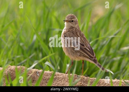 Östliche Wassergrube (Anthus spinoletta coutellii, Anthus coutellii), die auf einem Klumpen in einem jungen Maisfeld in Kuwait thront Stockfoto