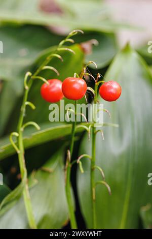 Europäische Maiglöckchen (Convallaria majalis), mit Früchten, Deutschland, Bayern Stockfoto