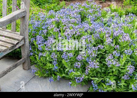 Bluestar, Amsonia (Amsonia „Blue Ice“, Amsonia Blue Ice), blühend, Sorte Blue Ice Stockfoto