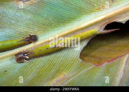 Waldeihe (Caligo eurilochus), raupe am Bananenblatt Stockfoto