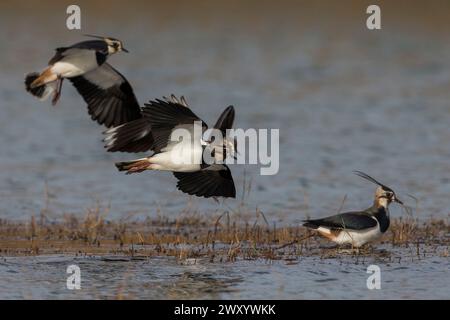 northern Lapwing, Peewit, Pewit, Tuit, Tewit, Grünpfeifer, Pyewipe (Vanellus vanellus), Truppenlandung im Flachwasser, Italien, Toskana, Piana Fiorent Stockfoto