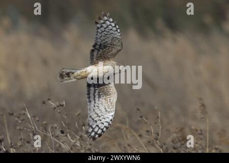 Henne harrier (Circus cyaneus), weiblich im Flug Stockfoto