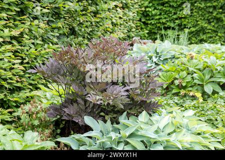 Baneberry, Bugbane (Actaea simplex 'Pink Spike', Actaea simplex Pink Spike), Blätter der Sorte Pink Spike Stockfoto