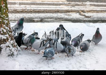 Haustaube, Wildtaube (Columba livia f. domestica), Fütterung im Schnee, Deutschland, Hamburg, Hamburg Stockfoto