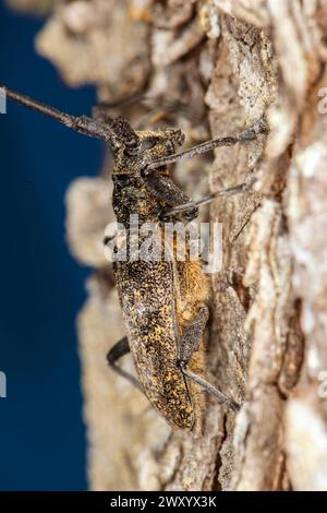 kiefernsägekäfer, Timberman-Käfer (Monochamus galloprovincialis), sitzend auf Holz, Deutschland Stockfoto