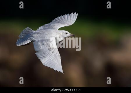 Islandmöwe (Larus glaucoides), unreifer Vogel im Flug, Seitenansicht, Italien, Toskana Stockfoto