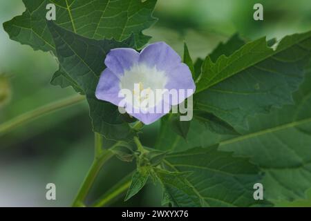 Schleuderfliege, Apfel-von-peru (Nicandra physalodes, Nicandra physaloides), Blüte Stockfoto