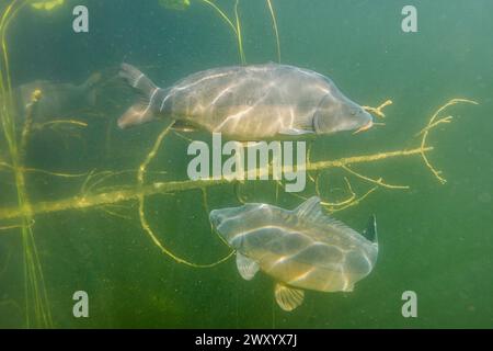 Spiegelkarpfen, Europäischer Karpfen (Cyprinus carpio), zwei große Spiegelkarpfen im offenen Wasser im See mit totem Holz, Deutschland, Bayern Stockfoto