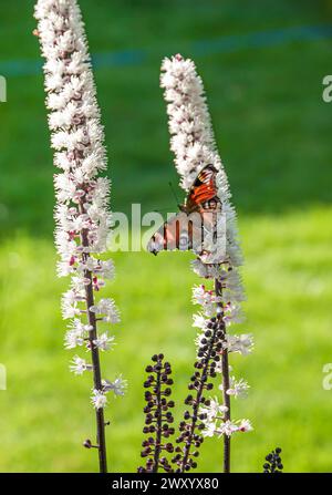 Baneberry, Bugbane (Actaea simplex „Chocoholic“, Actaea simplex Chocoholic), Blütenstand der Sorte Chocoholic mit Pfauenfalter Stockfoto