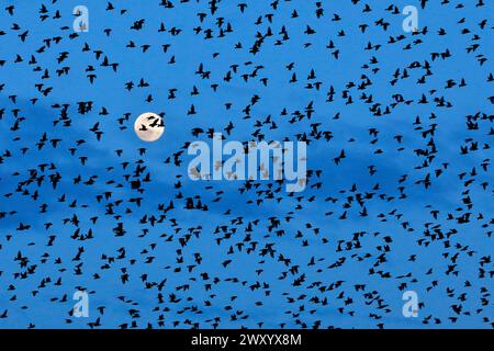 Sturnus vulgaris (Sturnus vulgaris), Sternenherde im Flug vor Vollmond, Schweiz Stockfoto