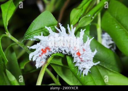 atlas Moth (Attacus atlas), caterpillar auf einer Pflanze, gesättigt aus Südostasien Stockfoto