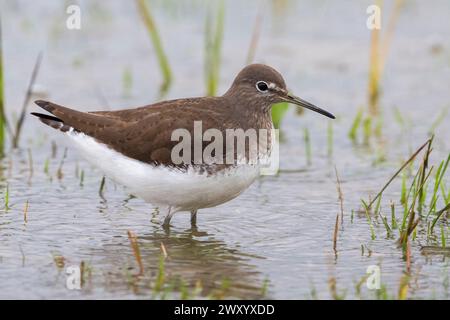 Grüner Sandfänger (Tringa ochropus), auf der Suche in Flachwasser, Seitenansicht, Italien, Toskana, Piana fiorentina; Stagno dei Cavalieri Stockfoto