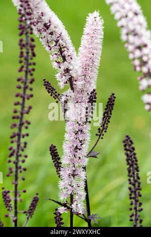 Baneberry, Bugbane (Actaea simplex „Chocoholic“, Actaea simplex Chocoholic), Blütenstand der Sorte Chocoholic Stockfoto