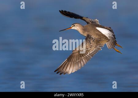 Gefleckter Rotschenkel (Tringa erythropus), Jungvogel im Flug, Seitenansicht, Italien, Toskana Stockfoto