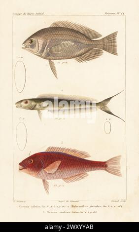 Niltilapia, Oreochromis niloticus 1, Sandkieselfische, Malacanthus plumieri 2 und Papageienfische aus dem Mittelmeerraum, Sparisoma cretense 3. Handkolorierter Kupferstich von Eugene Giraud nach einer Illustration von Felix-Edouard Guérin-Méneville aus Guérin-Ménevilles Iconographie du règne Animal de George Cuvier, Ikonographie des Tierreiches von George Cuvier, J. B. Bailliere, Paris, 1829–1844. Stockfoto