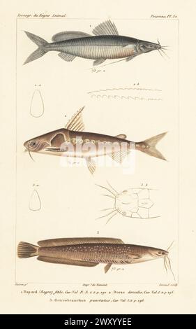 Bayad, Bagrus bajad 1, Steinbacu, Lithodoras dorsalis 2 und Kanalwelse, Ictalurus punctatus? 3. Handkolorierter Stippelstich von Eugene Giraud nach einer Illustration von Felix-Edouard Guérin-Méneville aus Guérin-Ménevilles Iconographie du règne Animal de George Cuvier, Ikonographie des Tierreiches von George Cuvier, J. B. Bailliere, Paris, 1829-1844. Stockfoto