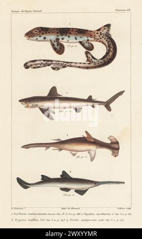 Indonesischer gesprenkelter Teppichhai, Hemiscyllium freycineti 1, kritisch gefährdeter Weißer Hai, Carcharodon carcharias 2, glatter Hammerhai, Sphyrna zygaena 3 und kritisch gefährdeter Largetooth-Sägefisch, Pristis pristis 4. Handkolorierter Kupferstich von Eugene Giraud nach einer Illustration von Felix-Edouard Guérin-Méneville aus Guérin-Ménevilles Iconographie du règne Animal de George Cuvier, Ikonographie des Tierreiches von George Cuvier, J. B. Bailliere, Paris, 1829–1844. Stockfoto