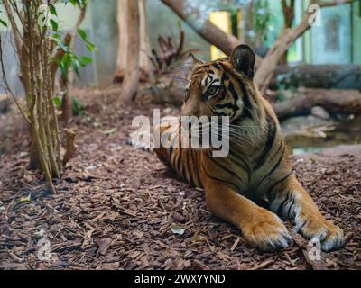 Bengalischer Tiger in seinem Gehege, Spaziergang im 1858 gegründeten Frankfurter Zoologischen Garten und zweitältester Zoo Deutschlands Stockfoto